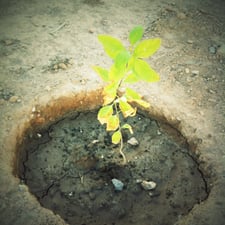 Imagen de Nuestro primer árbol