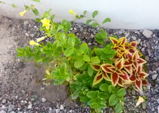 Imagen de Jardín
