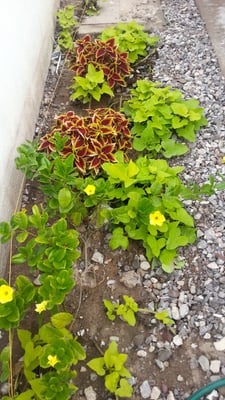 Imagen de Jardín