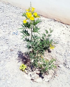 Imagen de Jardín