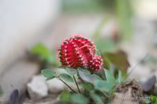 Imagen de cactucito
