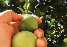 Imagen de Limón