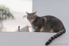 Imagen de Gatos
