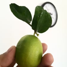 Imagen de Todo mundo debería tener un limón