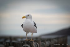 Imagen de Guaymas Sonora