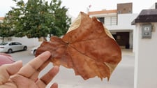 Imagen de Cambiando de piel