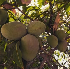 Imagen de Mangos