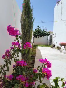 Imagen de Ya llegó la primavera...