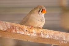 Imagen de Aviario Lira en Torreón