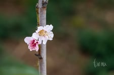 Imagen de Flor de durazno