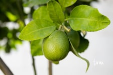 Imagen de naranjo