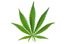 Imagen de Suprema Corte de Justicia de México elimina prohibición del consumo marihuana