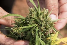 Imagen de Centro de Integración Juvenil en Torreón rechaza uso lúdico de marihuana